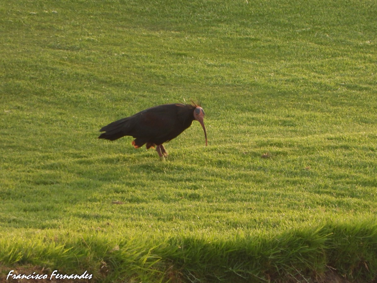 Ibis eremita - ML637560318