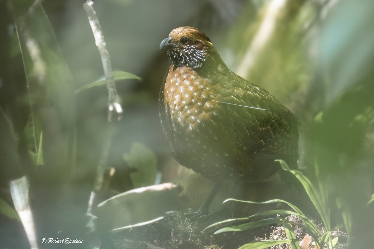 Spotted Wood-Quail - ML637560321