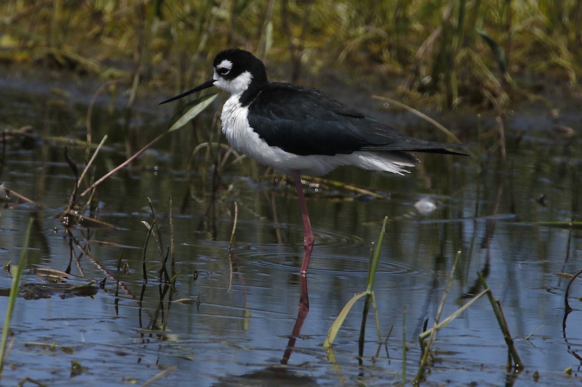 Black-necked Stilt (Black-necked) - ML637560323