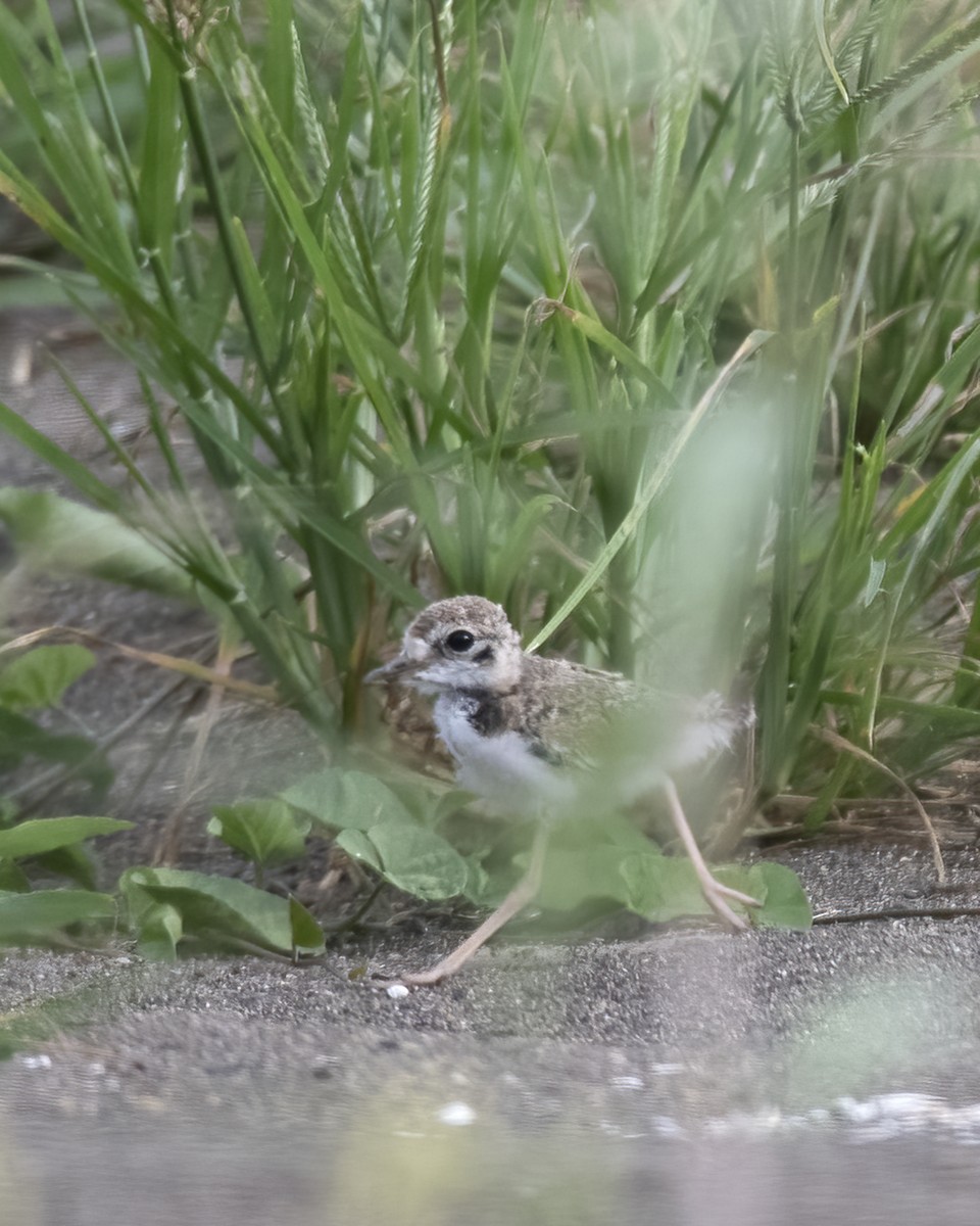 Collared Plover - ML637560325