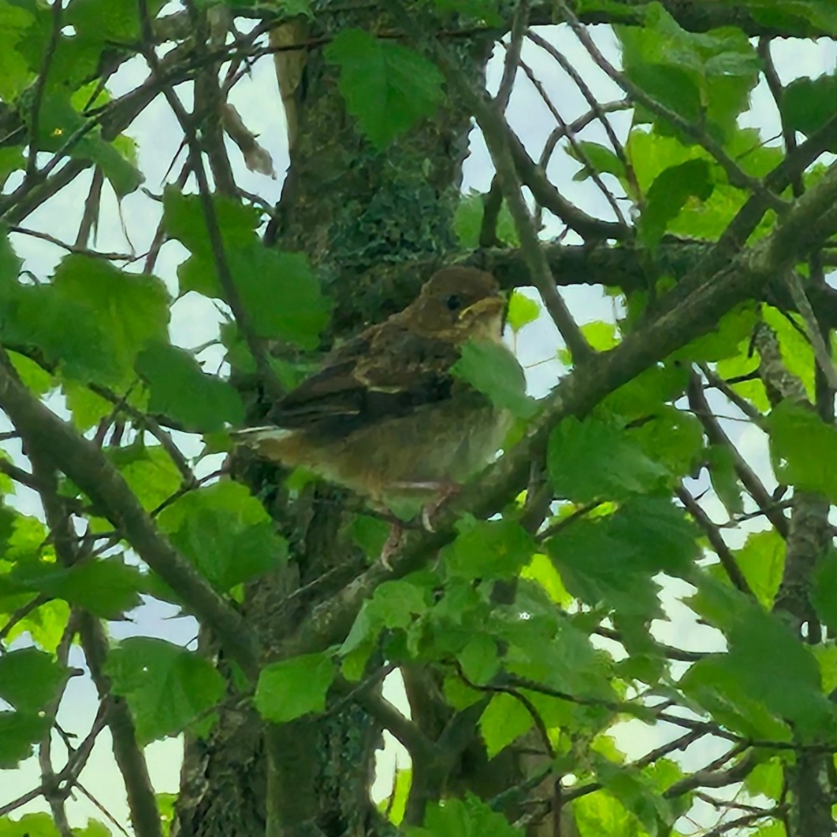 Eastern Towhee - ML637560327