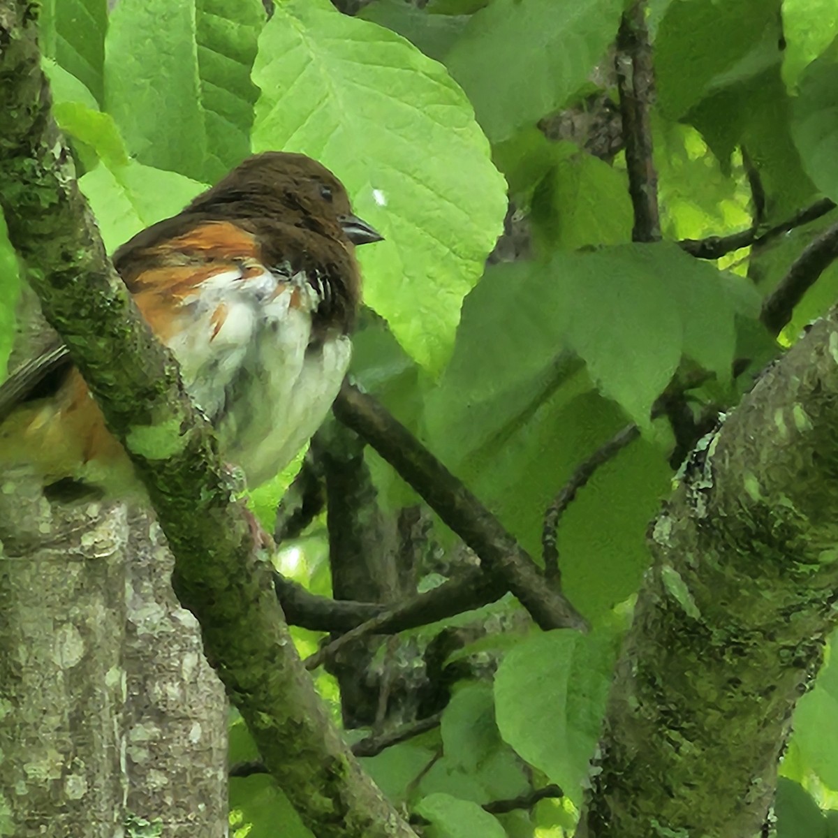 Eastern Towhee - ML637560334