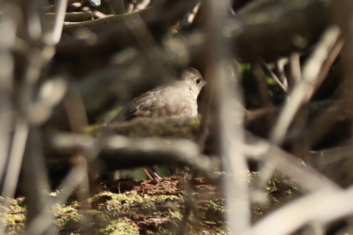 Catharus sp. - ML637560352