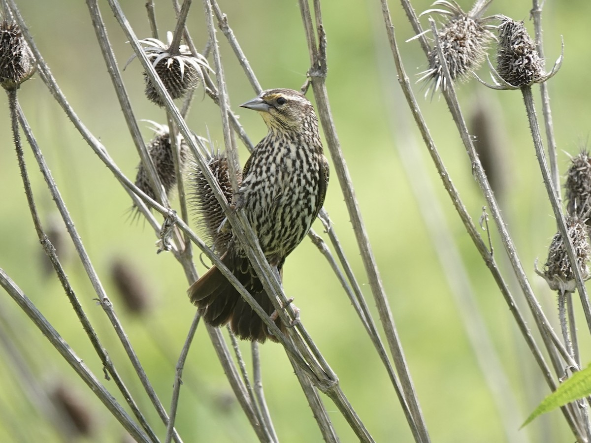 Red-winged Blackbird - ML637560365