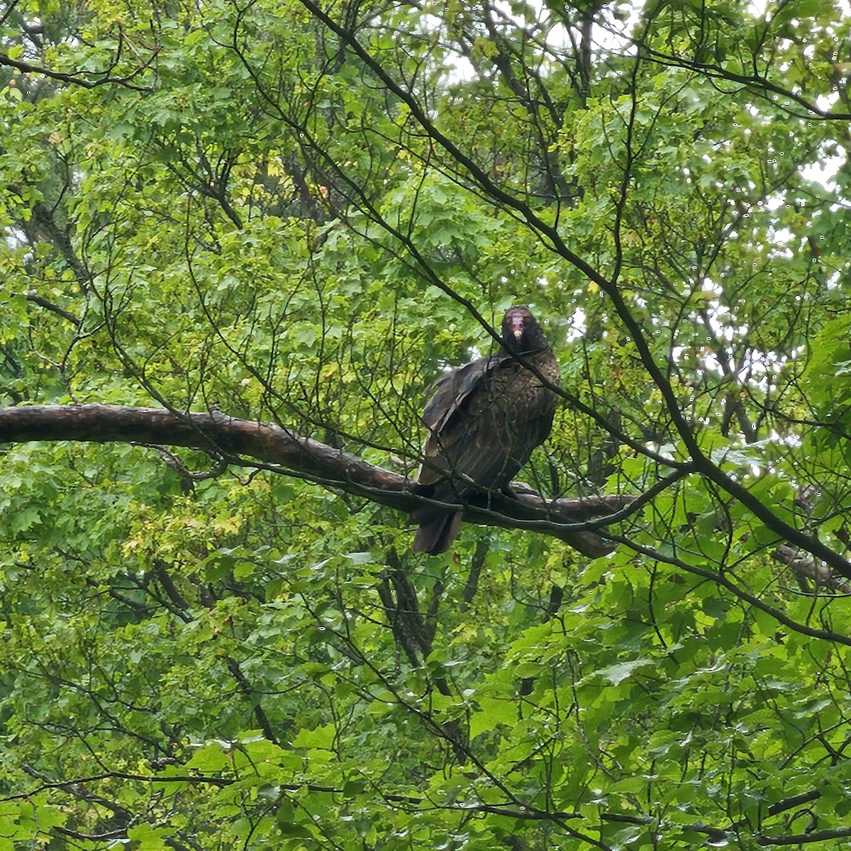 Turkey Vulture - ML637560366