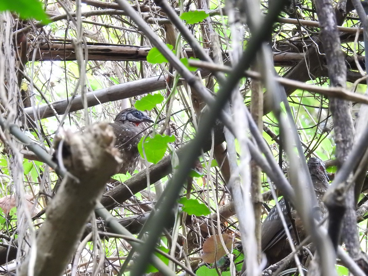 Band-tailed Guan - ML637560370