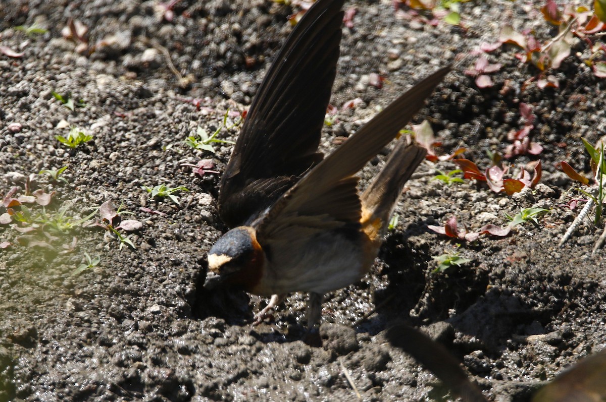 Cliff Swallow (pyrrhonota Group) - ML637560390