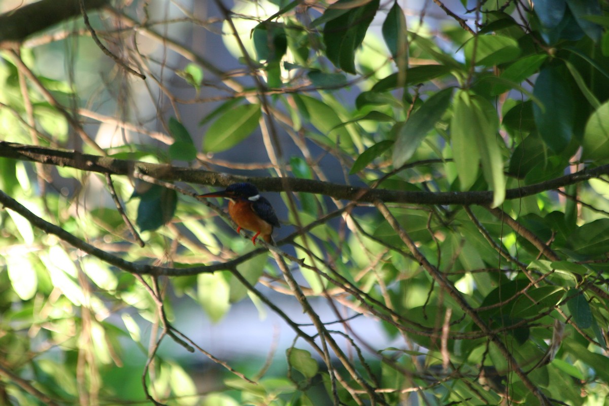 Blue-eared Kingfisher - ML637560397