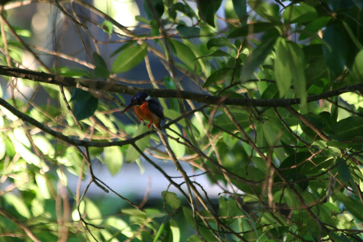 Blue-eared Kingfisher - ML637560398