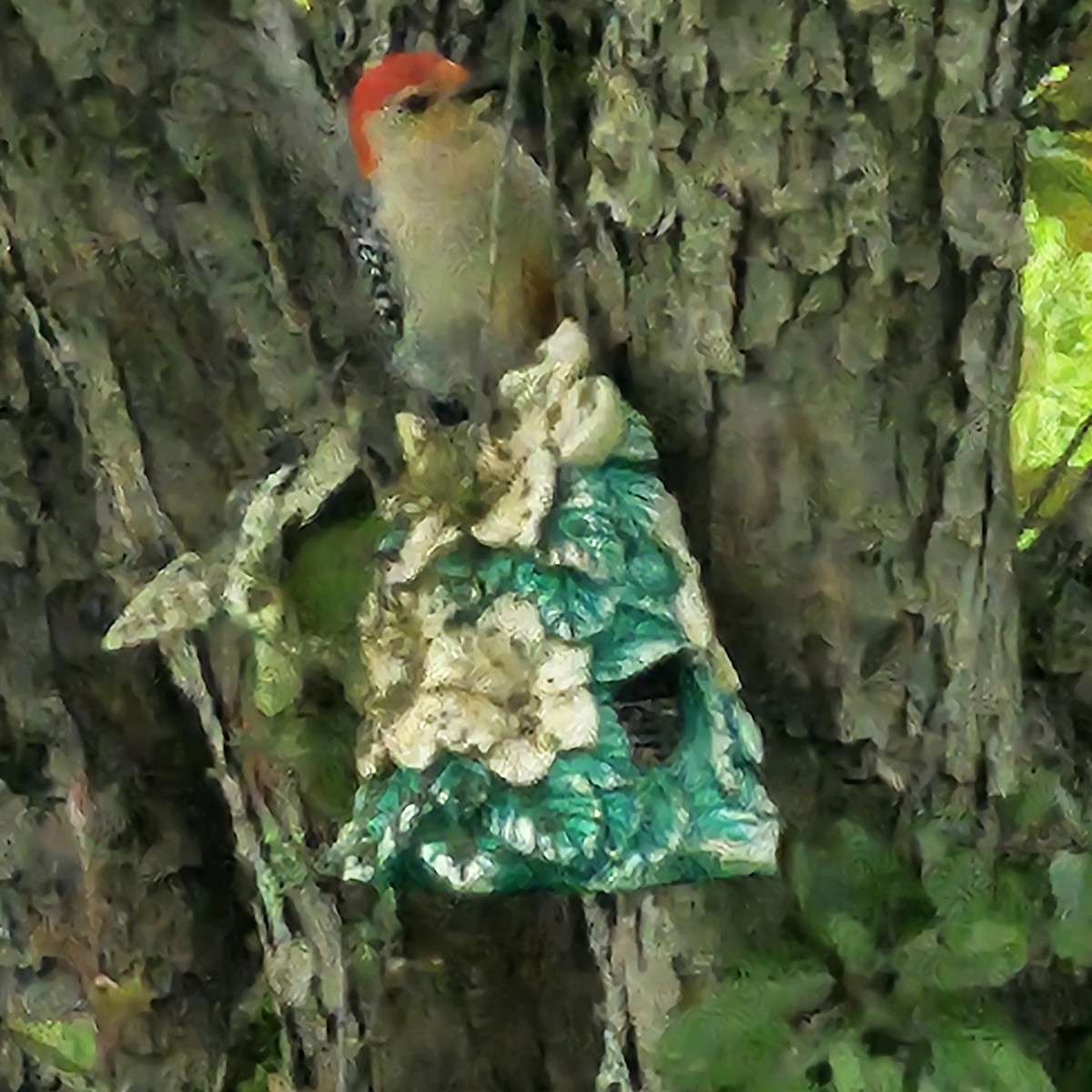 Red-bellied Woodpecker - ML637560410