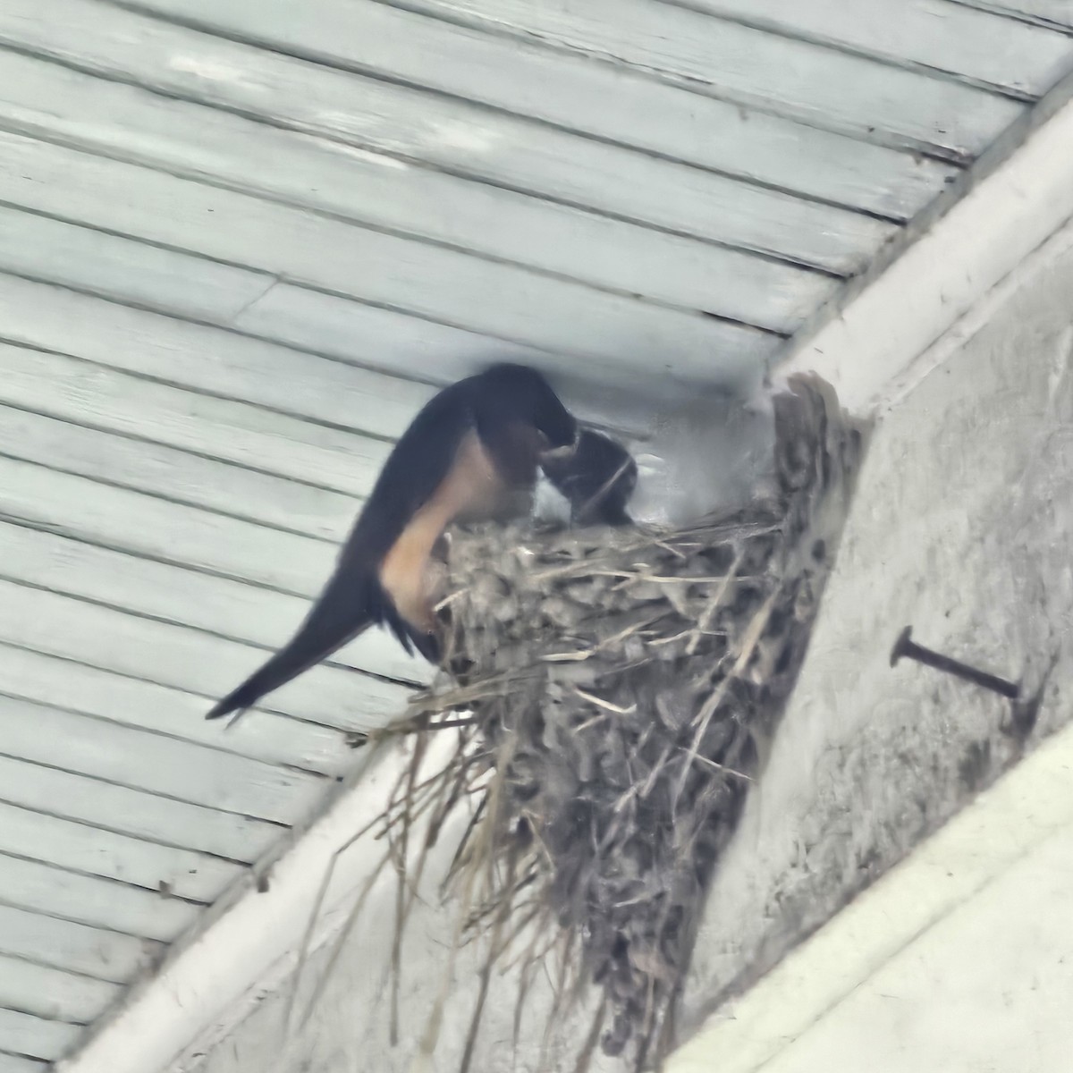 Barn Swallow - ML637560425