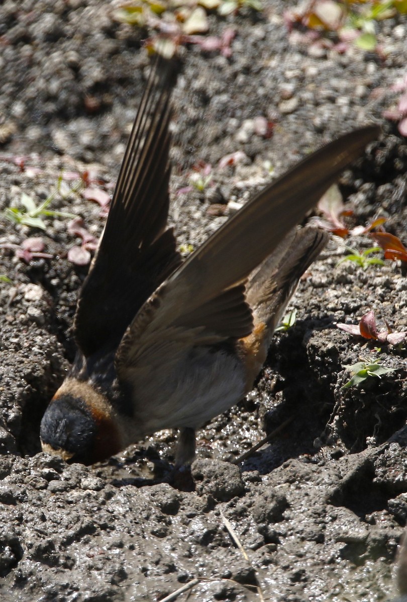 Cliff Swallow (pyrrhonota Group) - ML637560426