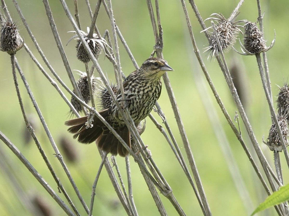 Red-winged Blackbird - ML637560431