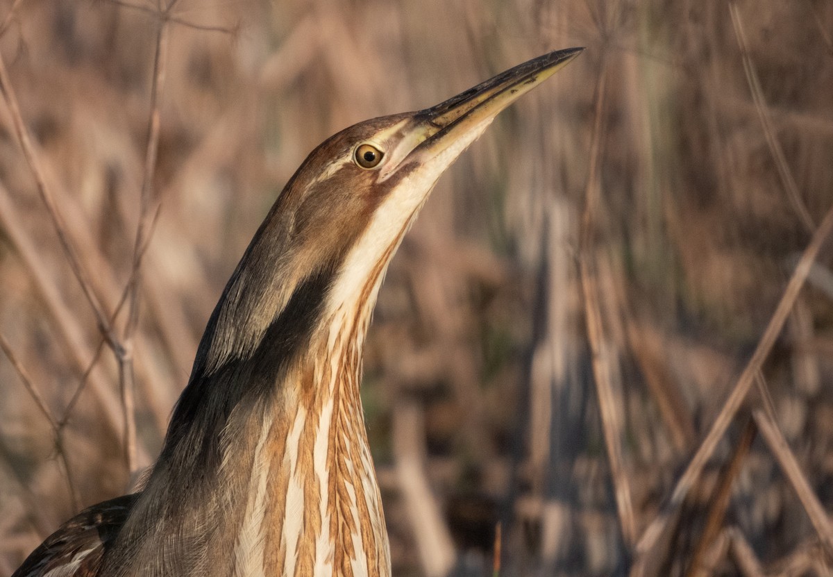 American Bittern - ML637560436