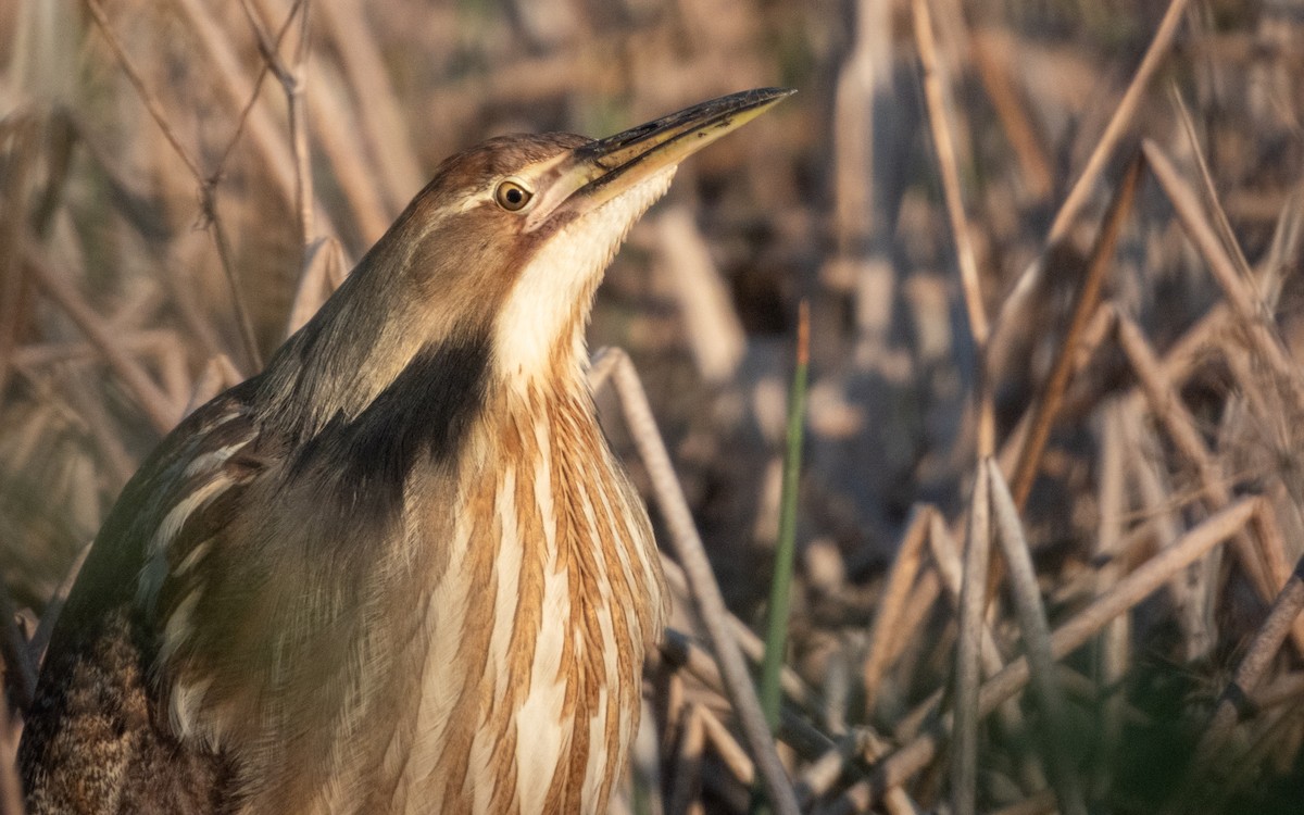 American Bittern - ML637560437