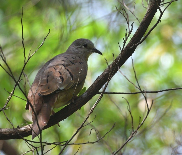 Ruddy Ground Dove - ML637560448