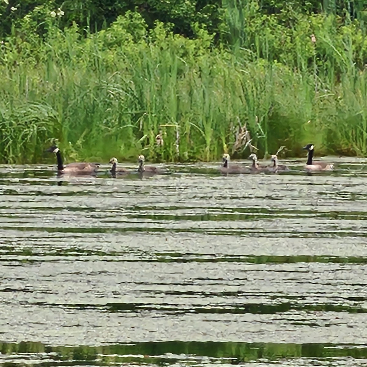 Canada Goose - ML637560465