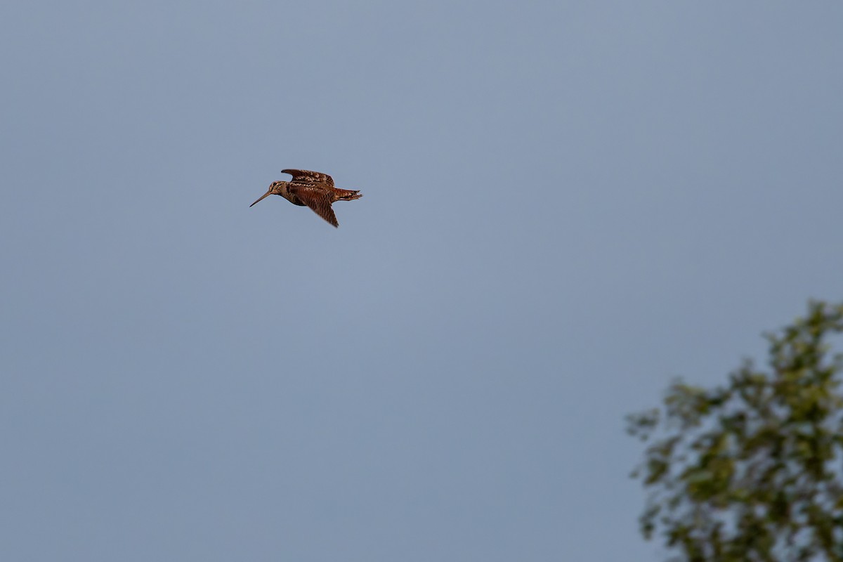 Eurasian Woodcock - ML637560468