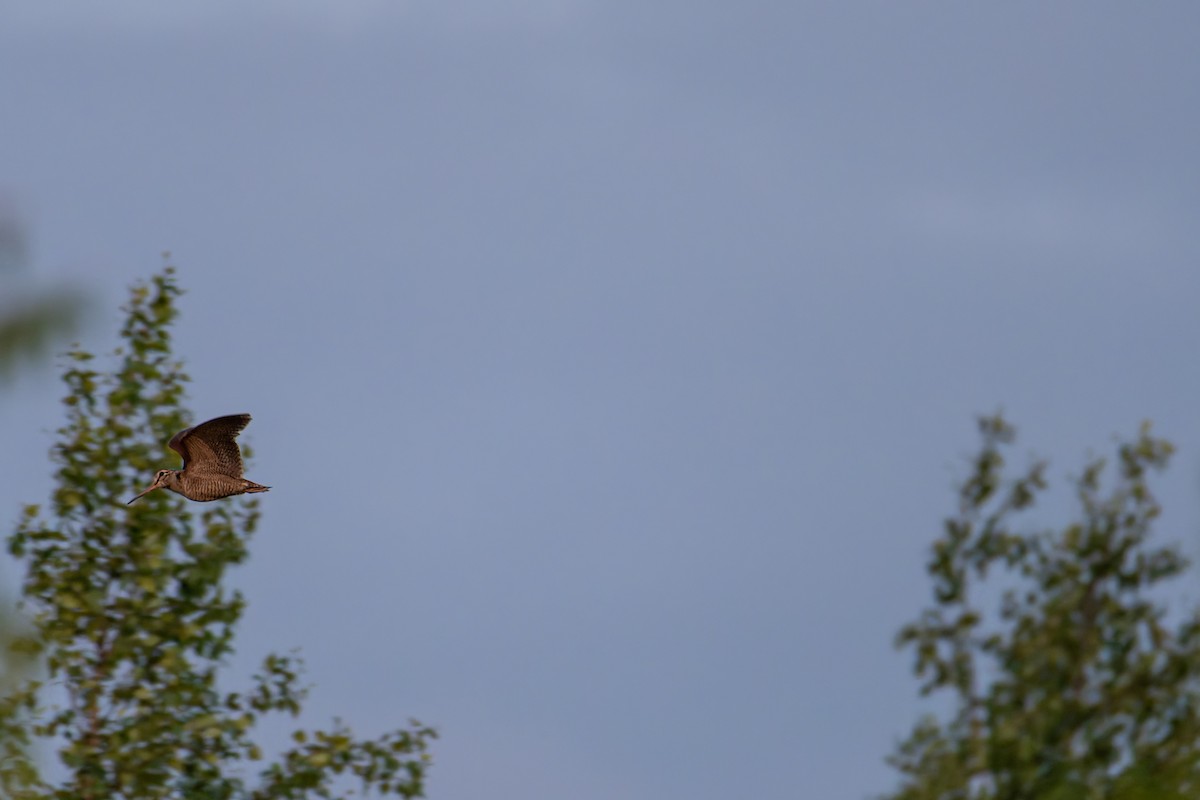 Eurasian Woodcock - ML637560471