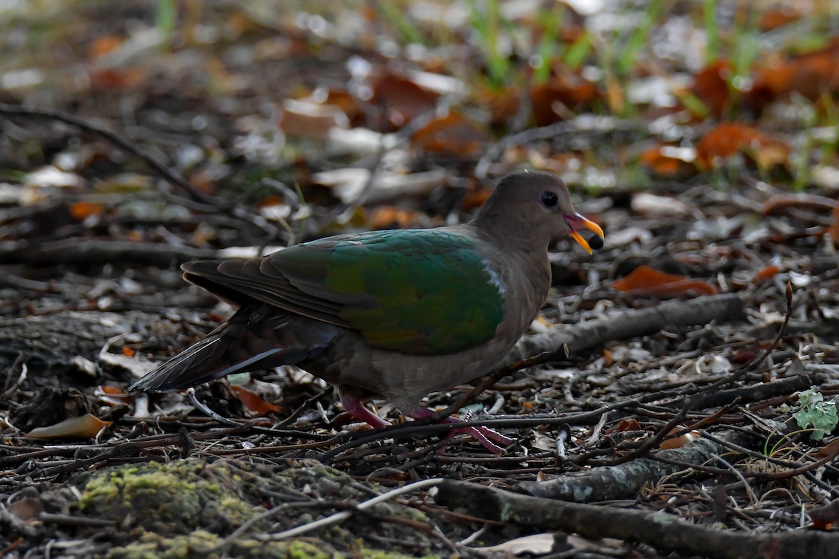 Pacific Emerald Dove - ML637560501