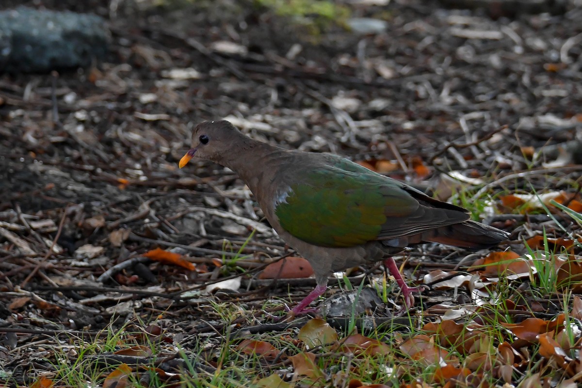 Pacific Emerald Dove - ML637560502