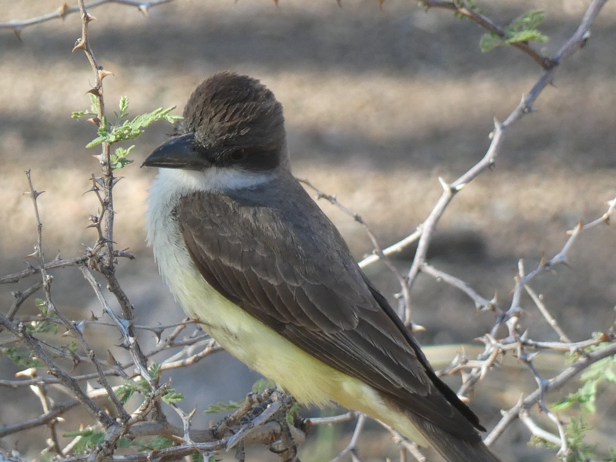 Thick-billed Kingbird - ML637560513
