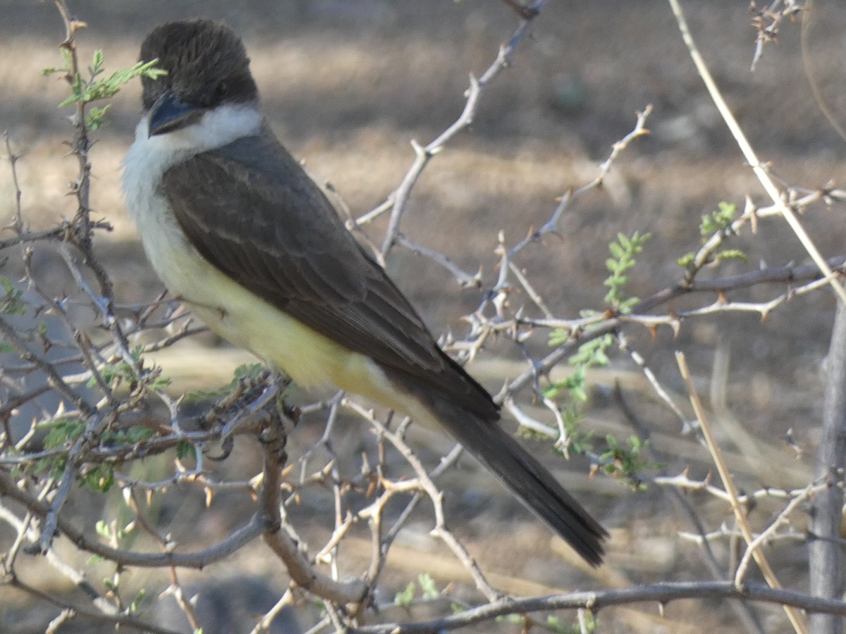 Thick-billed Kingbird - ML637560515