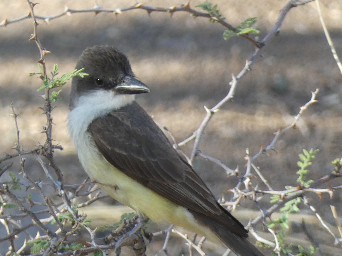 Thick-billed Kingbird - ML637560519