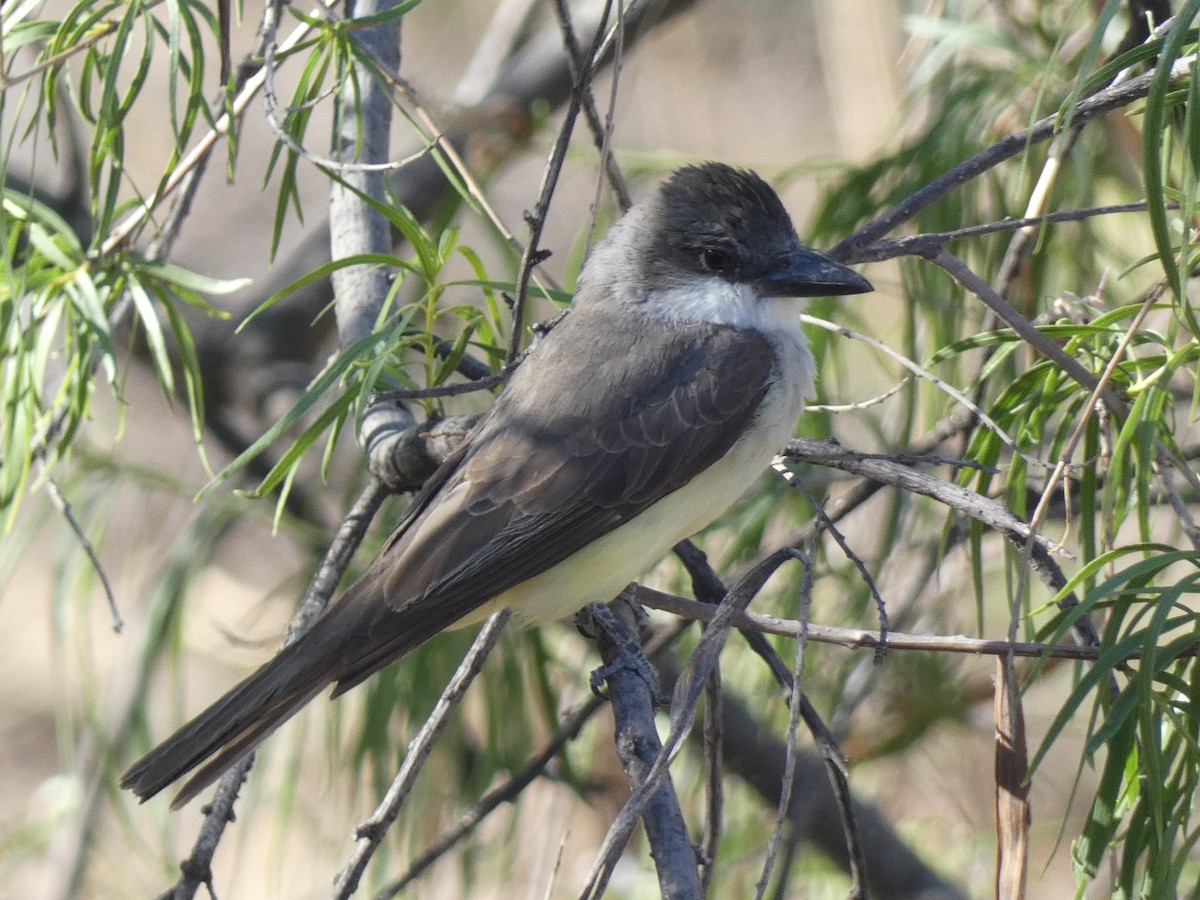 Thick-billed Kingbird - ML637560533
