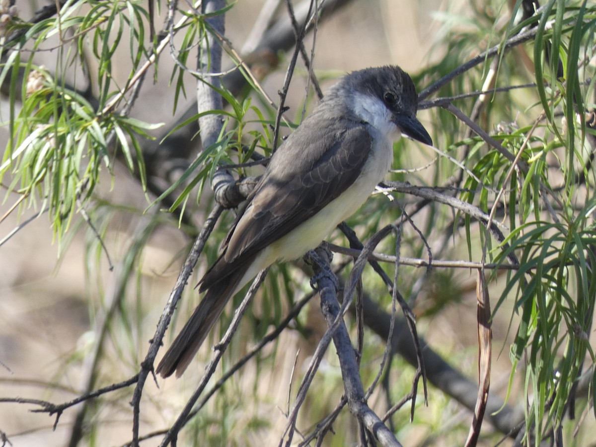 Thick-billed Kingbird - ML637560544