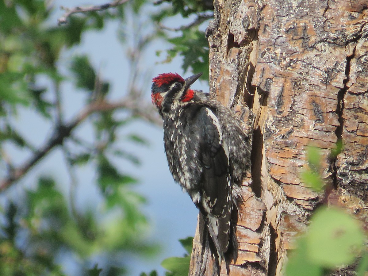 Red-naped Sapsucker - ML637560562