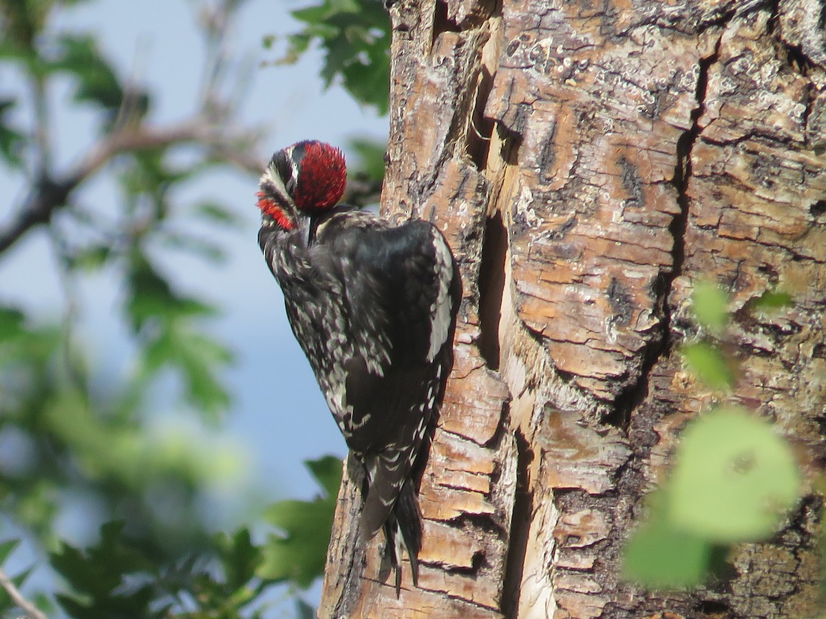 Red-naped Sapsucker - ML637560563