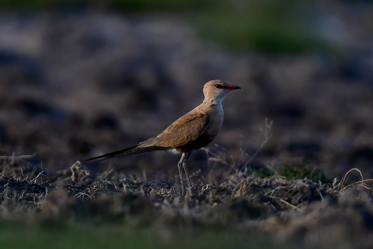 Australian Pratincole - ML637560577