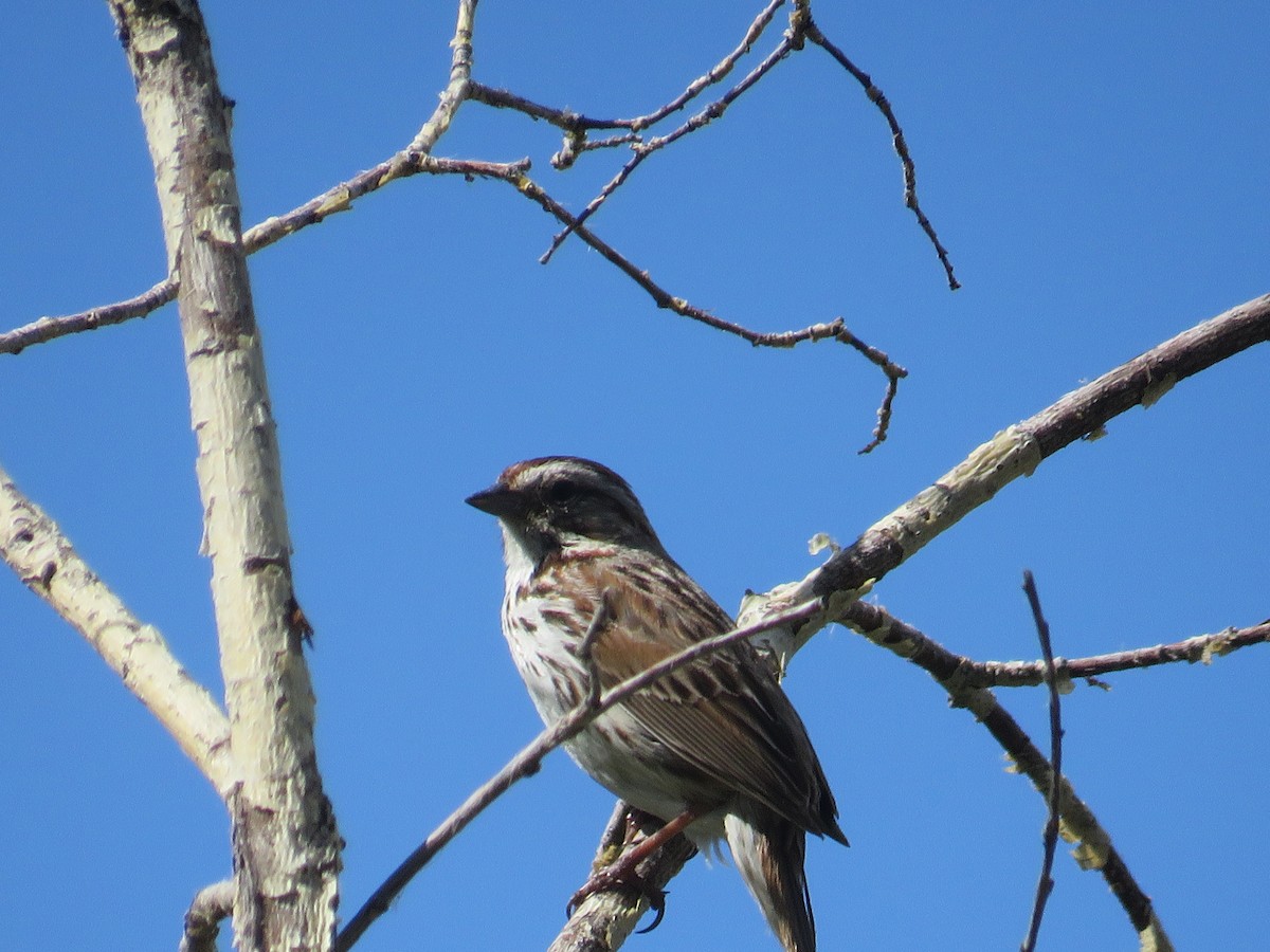 Song Sparrow - ML637560584