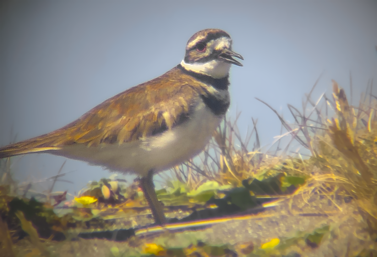 Killdeer - ML637560589