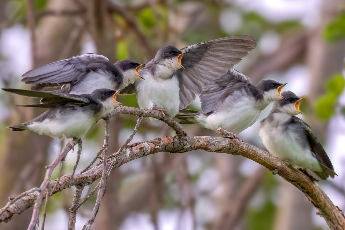 Tree Swallow - ML637560590