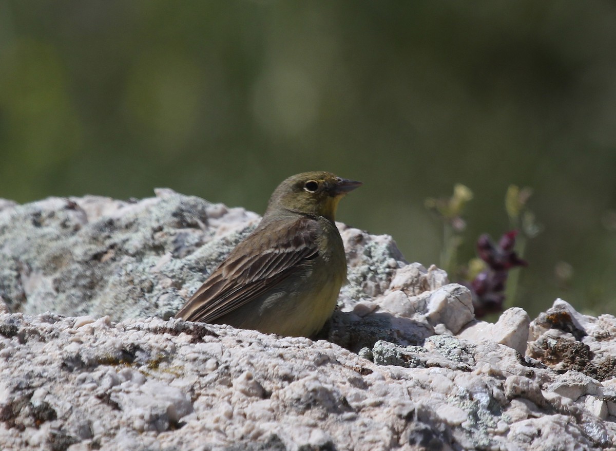 Cinereous Bunting - ML637560603