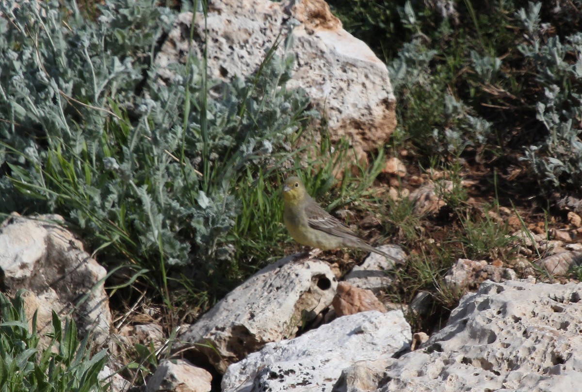 Cinereous Bunting - ML637560604