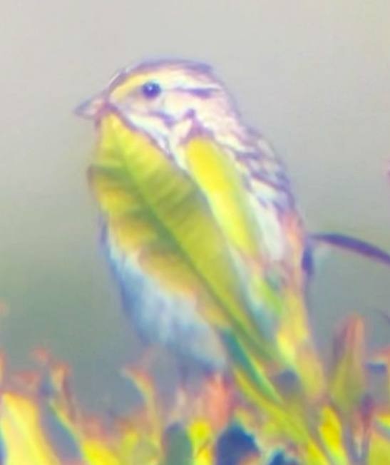 Savannah Sparrow - ML637560607
