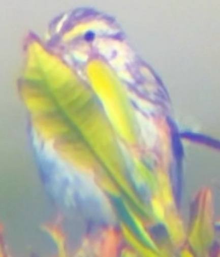 Savannah Sparrow - ML637560608