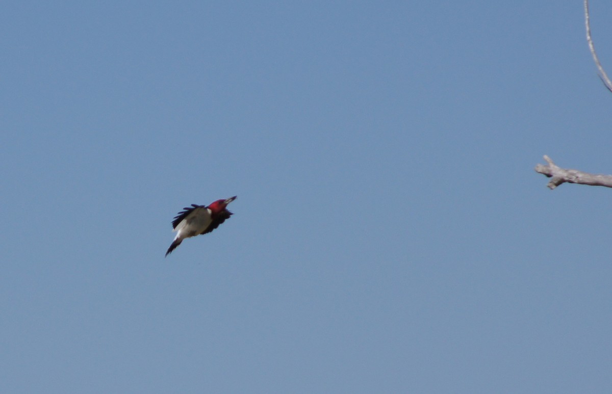 Red-headed Woodpecker - ML63756061