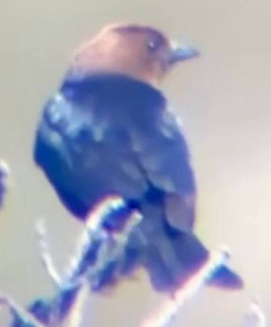 Brown-headed Cowbird - ML637560625