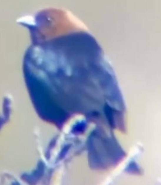 Brown-headed Cowbird - ML637560626