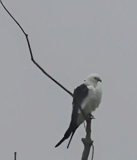 Swallow-tailed Kite - ML637560649