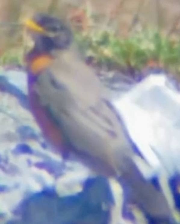 American Robin - ML637560658