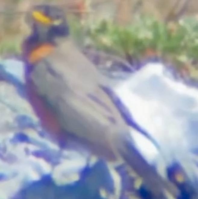 American Robin - ML637560659