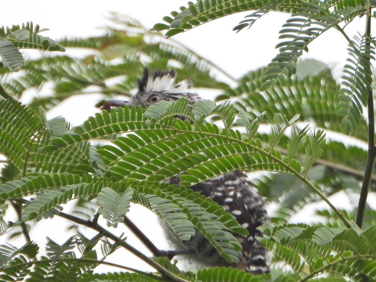 Barred Antshrike - ML637560674