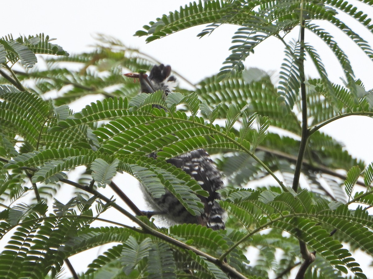 Barred Antshrike - ML637560675