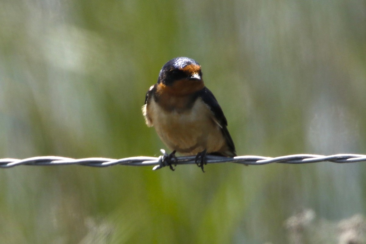 Barn Swallow (American) - ML637560682
