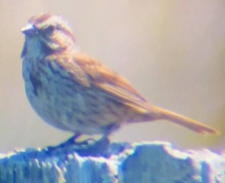 Song Sparrow - ML637560689